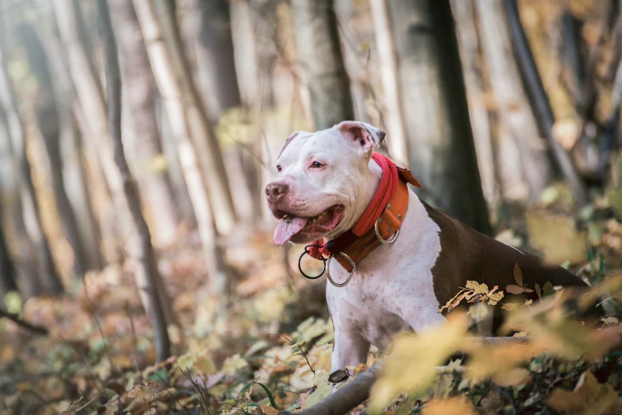 Dänemark gibt drei Hunde zurück – Halterin soll 27.000 Euro zahlen