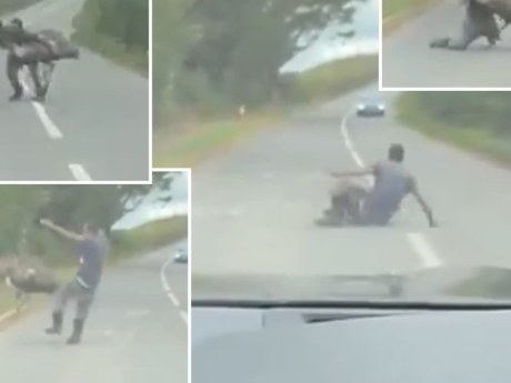 Utečený emu zrazil muža na ceste a znovu unikol z jeho rúk