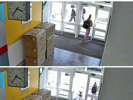 Srnec vbehol do gymnázia, zamestnanci ho zavreli na toalete