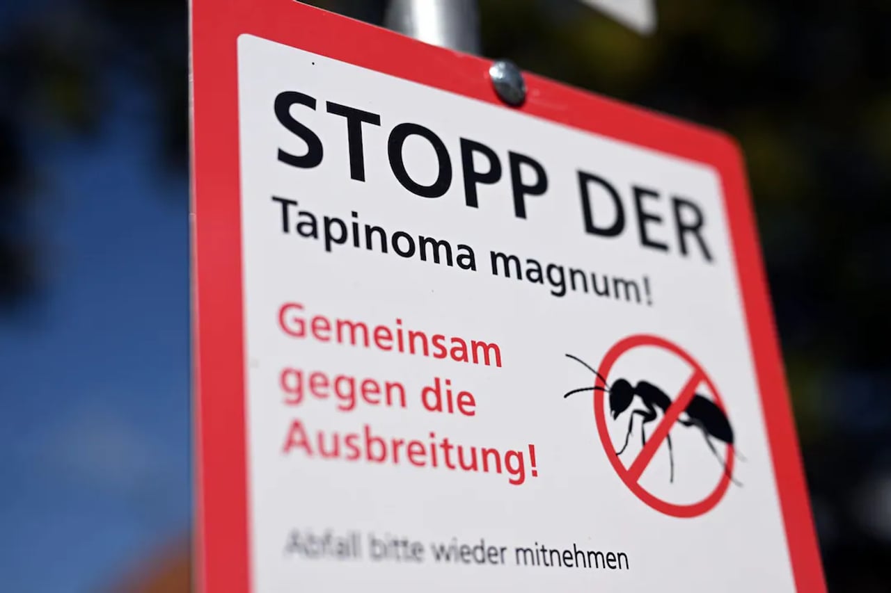 Tapinoma magnum breitet sich aus: Fast 90 Kommunen in BW betroffen