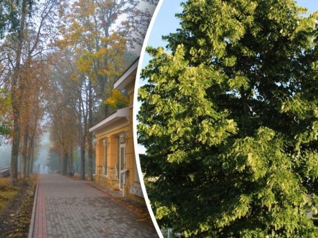 Береза, ялина й дуб біля дому: чому важливе місце посадки