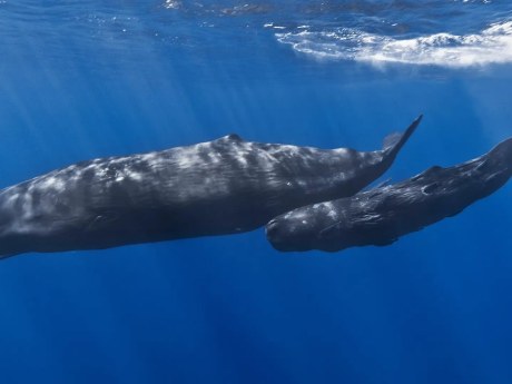Un cachalote podría engullir a una persona, pero sobrevivir sería casi imposible