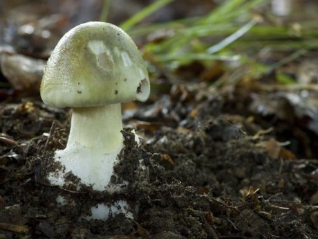 Muchotrávka zelená môže poškodiť pečeň už v priebehu hodín