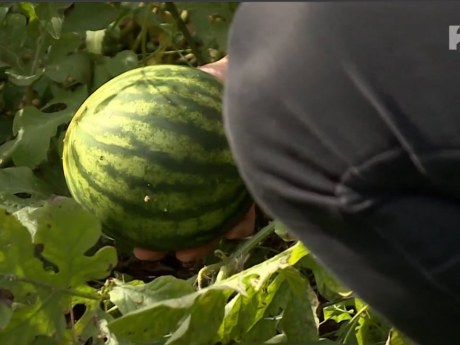 Dinnyék nőttek a Balatonboglárnál kiszáradt tómederben