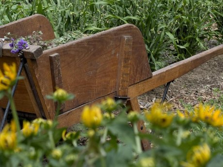 Білу гірчицю восени не обов’язково перекопувати: вона стане мульчею
