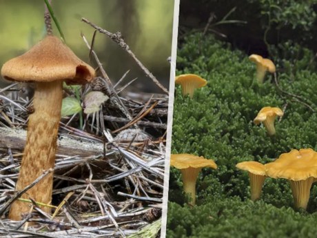 Adam přežil otravu muchomůrkou zelenou: játra mu selhávala