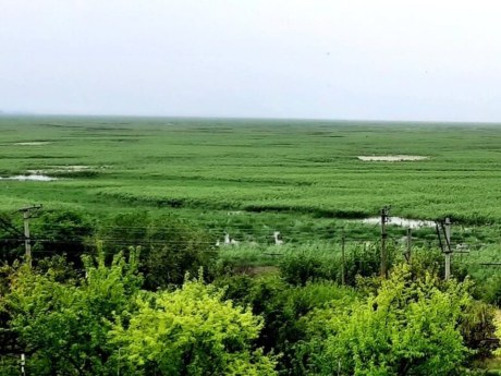 На дні Каховського водосховища вже живуть кабани й відновлюється природа