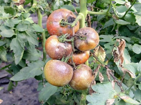 Фітофтора переживає морози до −30°C: як очистити город після картоплі
