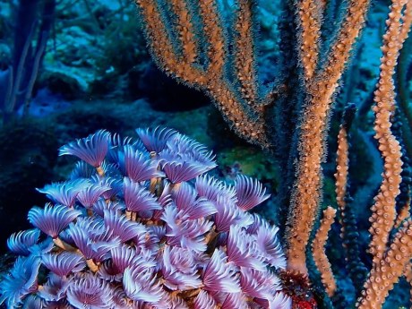 Corales blanqueados se recuperan en siete semanas al tocar ejemplares sanos