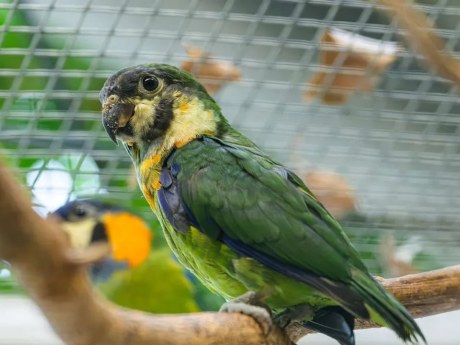 Zoo Praha odchovala první mládě loríčka oranžovoprsého v Česku
