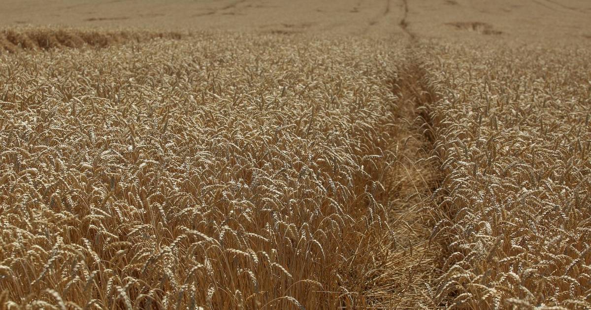 Rusija prvi puta isporučuje pšenicu arktičkom rutom