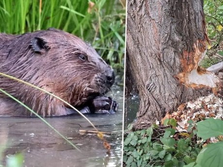 Bobr poškodil strom u mostu, obec uzavřela jeho polovinu