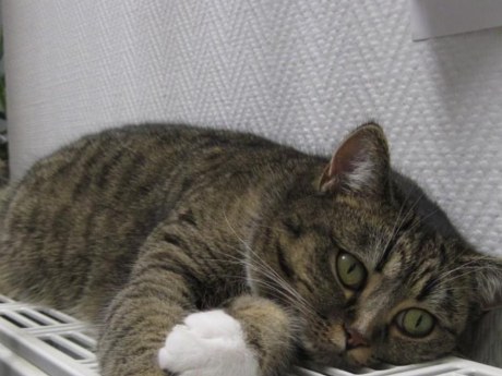 До 2700 будинків Києва можуть залишитися без резервного тепла взимку