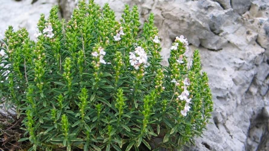 Planinski vrisak: Mediteranska biljka koja dokazano umiruje nervozu i tjeskobu