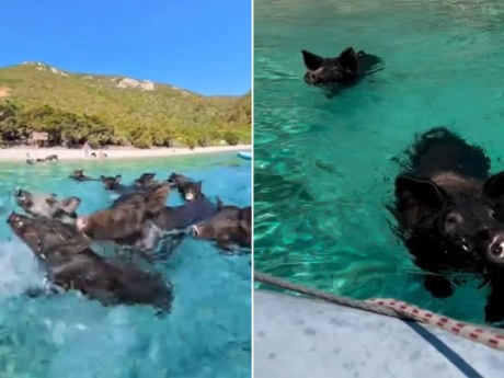 Cerdos negros nadadores convierten una isla griega en atracción turística