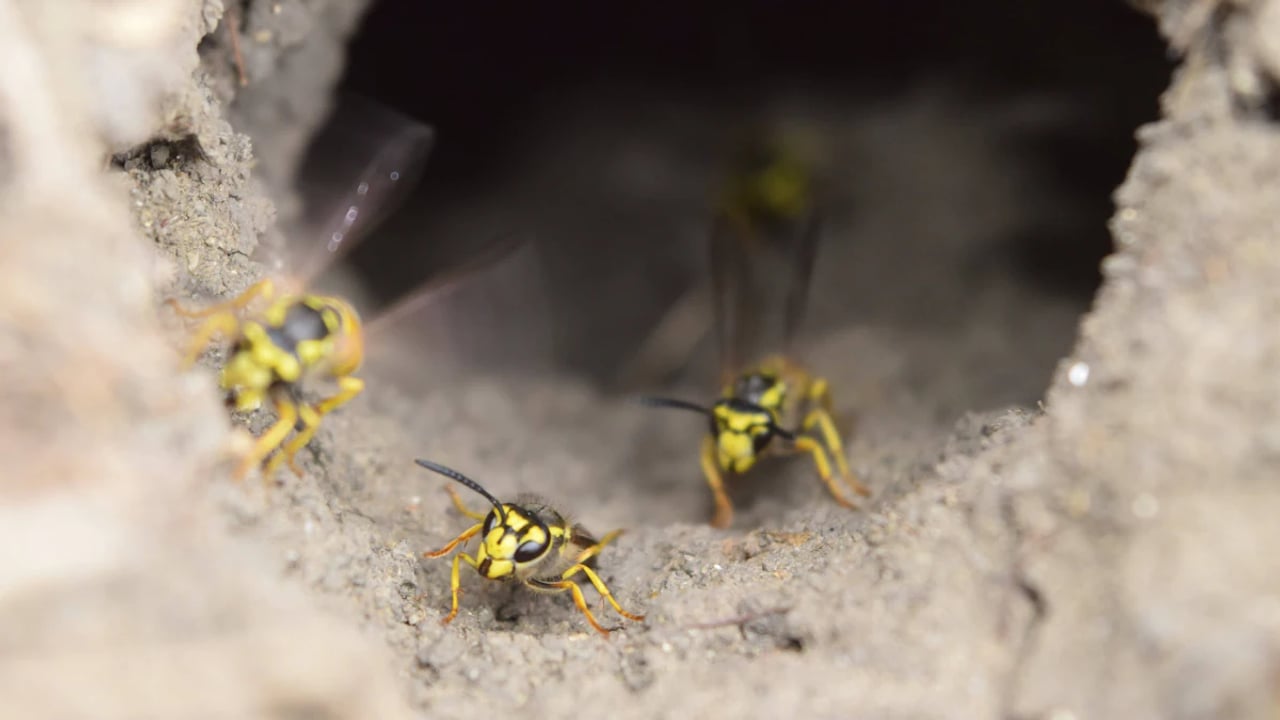 25.000 Wespen unter Sportplatz: Bagger muss riesiges Nest freilegen