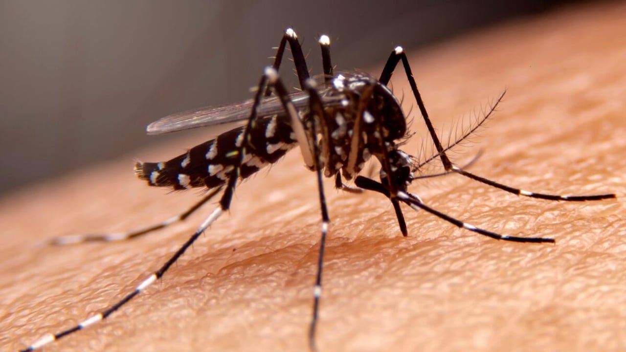 Jejenes: cómo reconocerlos y qué se sabe sobre el virus Oropouche