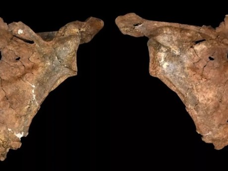 Un neandertal pudo morir por una lanza de madera hace 75.000 años