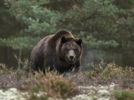 Medvěd napadl běžce ve Slovenském ráji, muž skončil v nemocnici