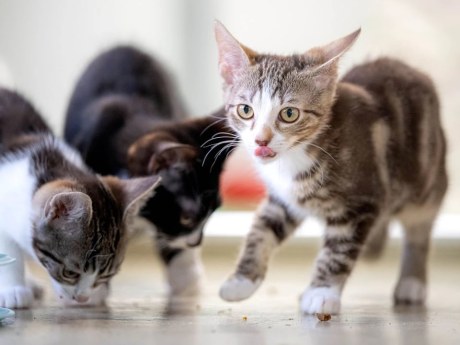 75 Katzen in Pariser Sozialwohnung unter schlimmen Bedingungen entdeckt