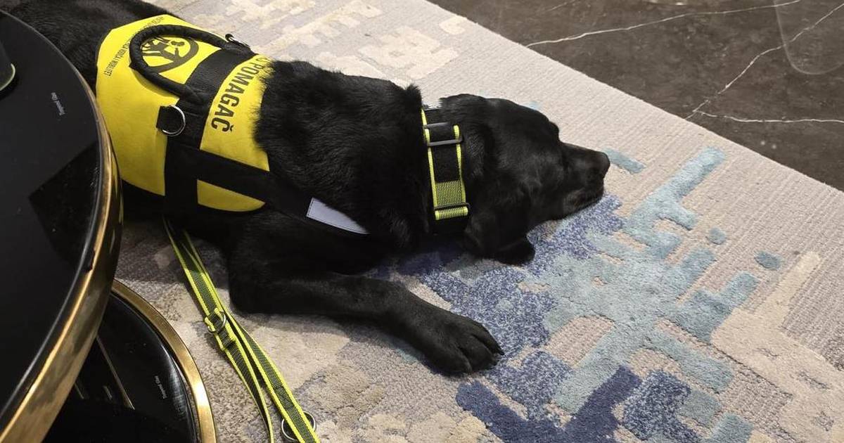 Muškarca s invaliditetom nisu pustili u policiju sa psom pomagačem: „Još je dizala ton“